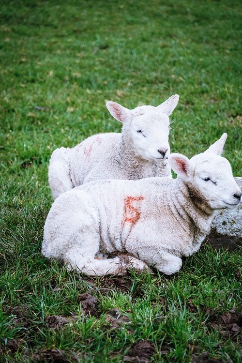 lambs  ireland  sheep