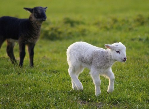 lambs  black and white  schäfchen