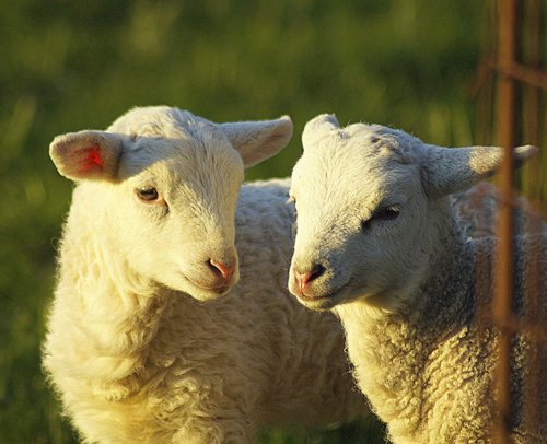 lambs  couple  pair