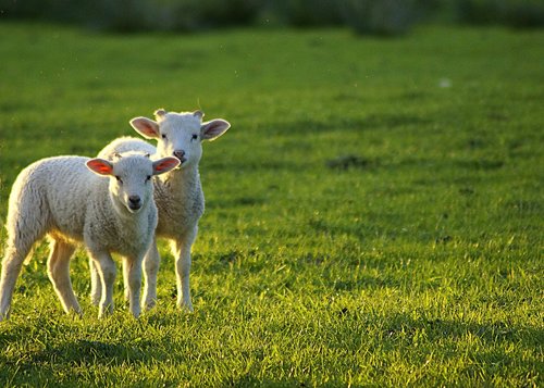 lambs  scheu  careful