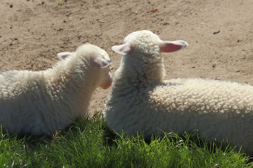 lambs  sheep  animals