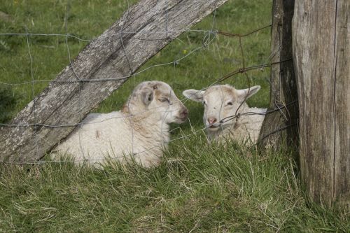 lambs animal schäfchen