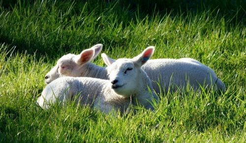 lambs animals pasture