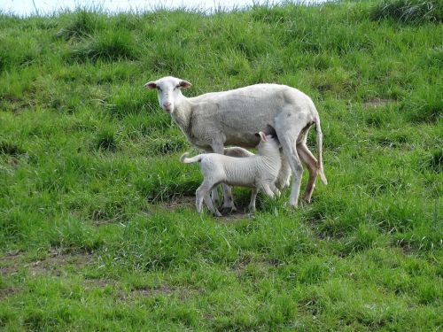 lambs sheep mammals