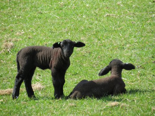 lambs sheep farm