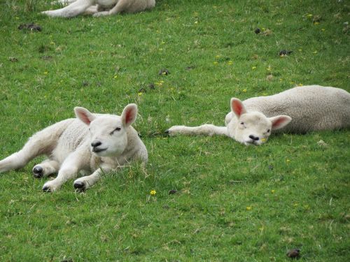lambs sheep farm