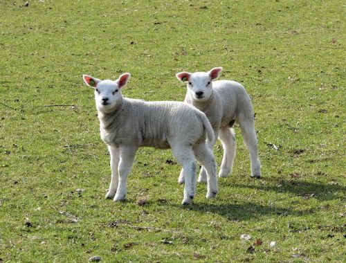 lambs spring animals