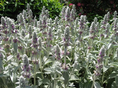 lambs ear floral flowering