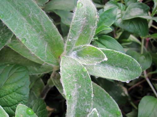 Lambs Ear With Drops Of Water