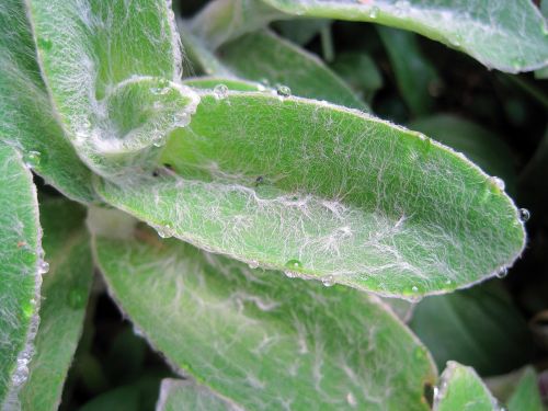 Lambs Ear With Water Drops