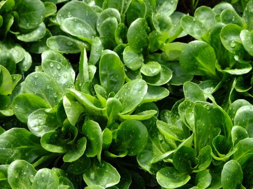 lamb's lettuce salad vegetables