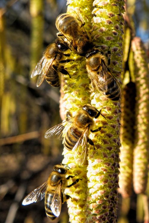 lambs tails bees insect