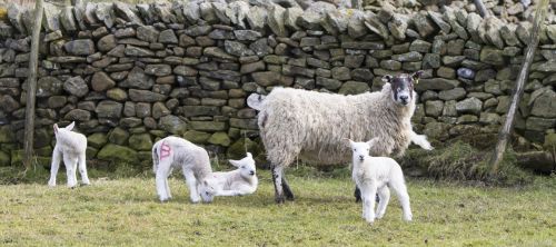 Lambs With Mother Sheep