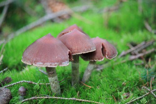 lamellar mushrooms mushrooms forest