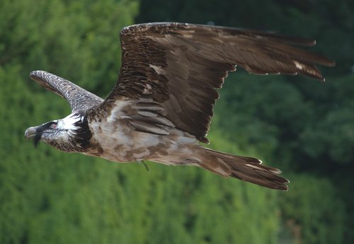 lammergier  vulture  flight