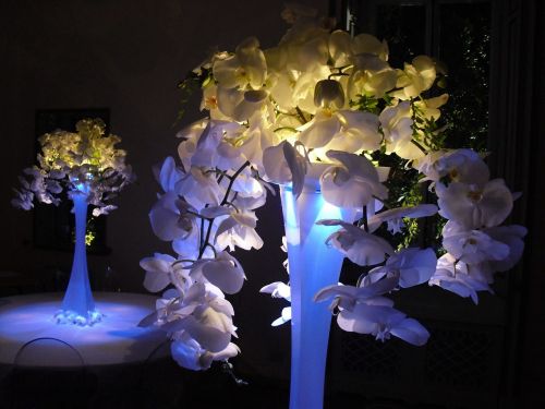 lamp orchidaceae centerpiece