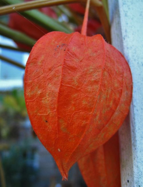 lampignonblume physalis alkekengi orange