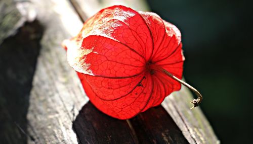 lampionblume physalis alkekengi ornamental plant