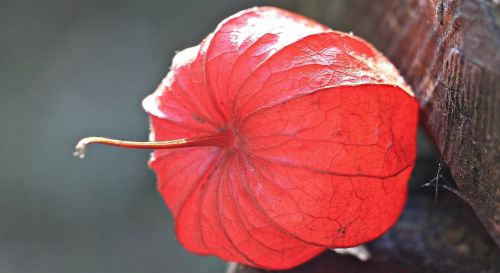 lampionblume physalis alkekengi ornamental plant