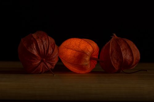 lampionblume physalis orange