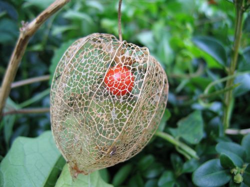 lampionblume braid berry