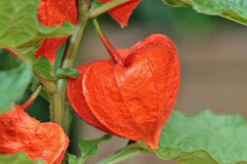 lampionblume flower orange