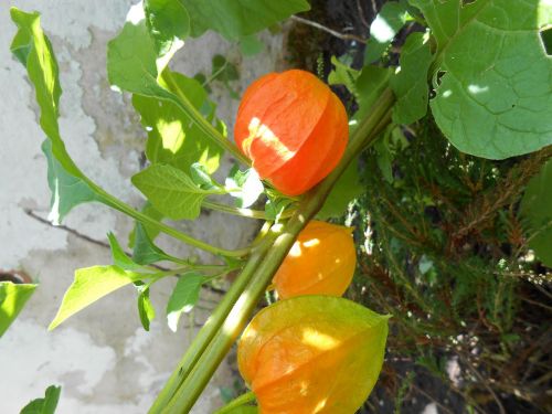 lampionblume flower ornamental plant