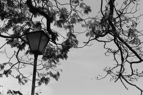 lamps branches black and white