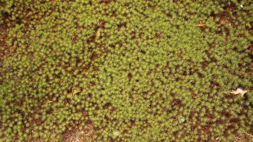land pool moss
