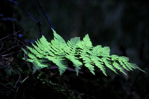 land-art  forest art  leaf