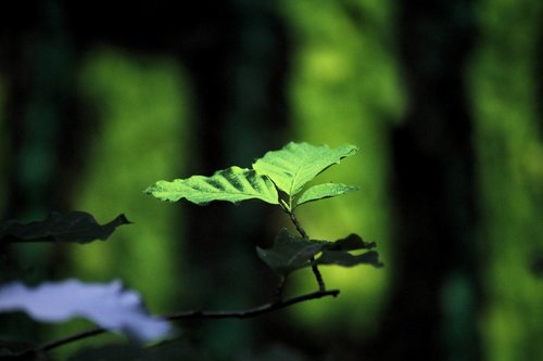 land-art  forest art  leaf