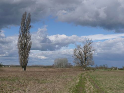 landsape nature mere tree