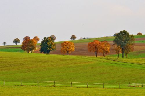 landscape autumn trees