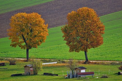 landscape autumn trees