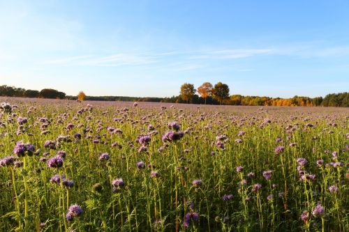 landscape autumn bees