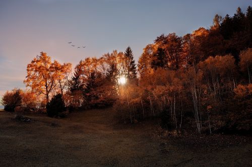 landscape meadow forest