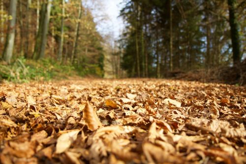 landscape forest forest path