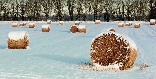 landscape winter hay