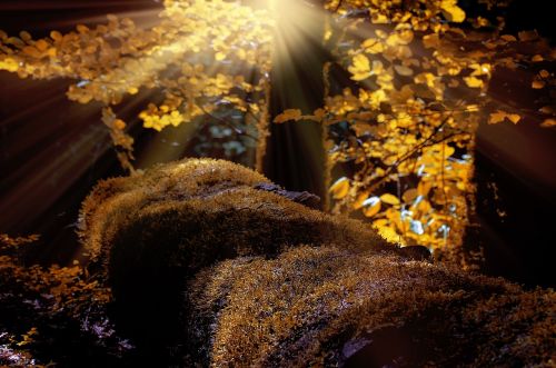 landscape forest trees