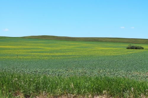 landscape field rural