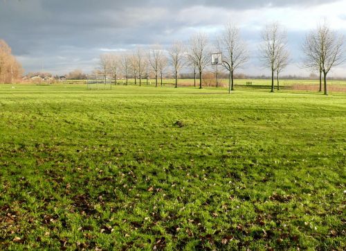 landscape meadow tree