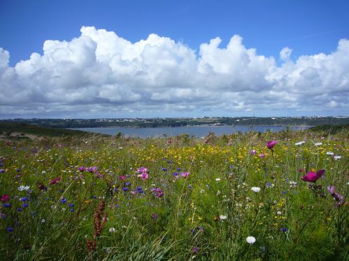 landscape flowers summer meadow