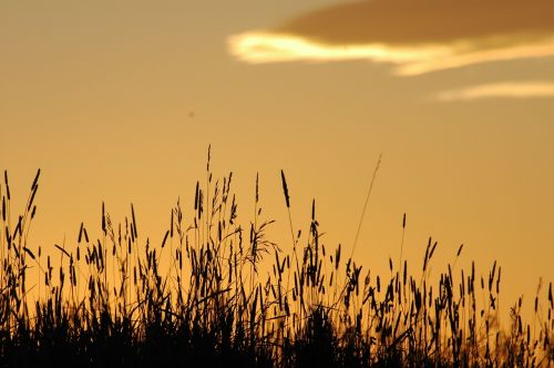 landscape grasses sunset