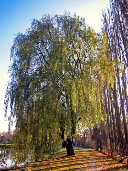 landscape scenic fall