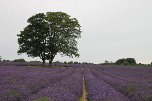 landscape nature lavender