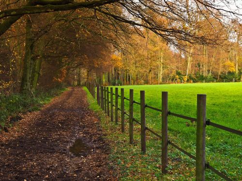 landscape nature forest