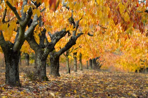 landscape fall cherry