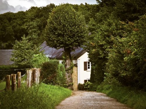 landscape nature forest