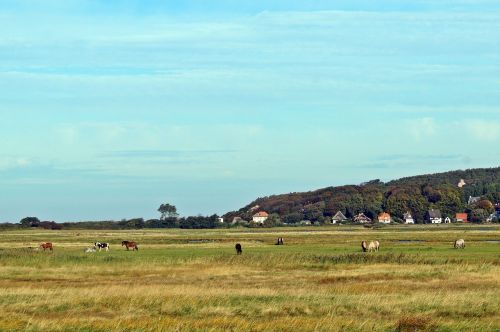 landscape green meadow