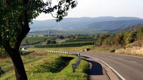 landscape palatinate wine
